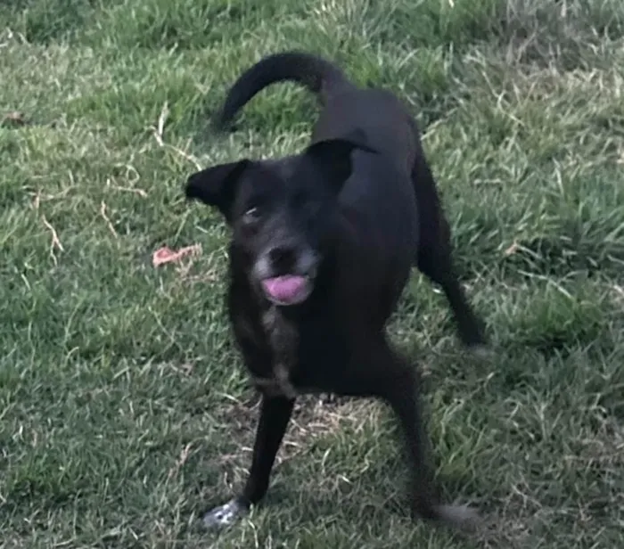 Cachorro ra a SRD-ViraLata idade 6 ou mais anos nome Duffy