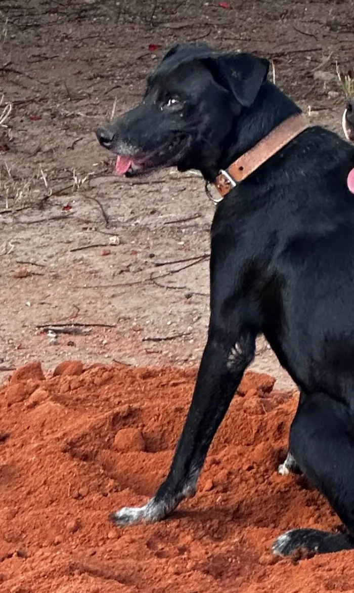 Cachorro ra a SRD-ViraLata idade 6 ou mais anos nome Duffy