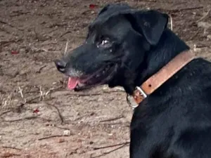 Cachorro raça SRD-ViraLata idade 6 ou mais anos nome Duffy