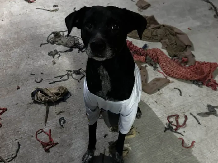 Cachorro ra a SRD-ViraLata idade 6 ou mais anos nome Duffy
