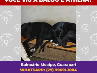 Gato raça Exótico idade 4 anos nome Baloo Athena 