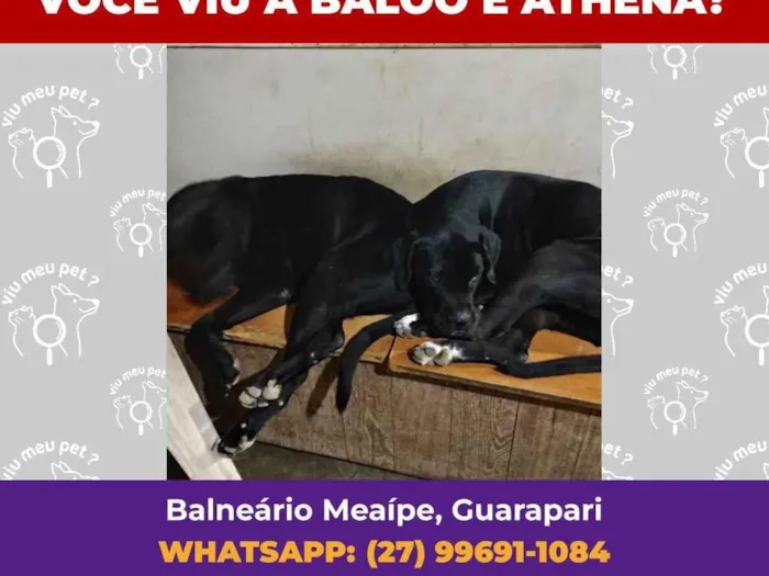 Gato ra a Exótico idade 4 anos nome Baloo Athena 