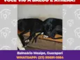 Baloo Athena