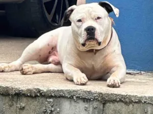 Cachorro raça Pit-Bull idade 2 anos nome Joy