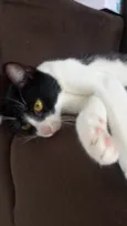 Gatinha fofa, dócil e carinhosa!
