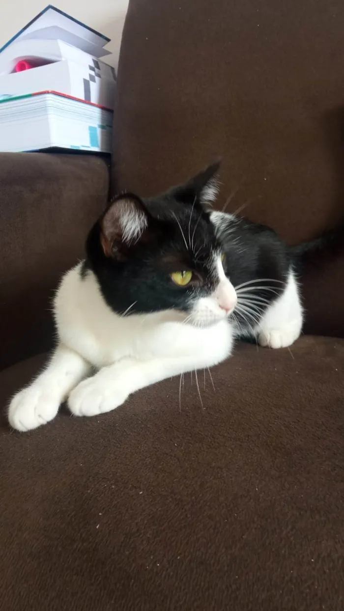 Gato ra a SRD-ViraLata idade 2 a 6 meses nome Gatinha fofa, dócil e carinhosa!