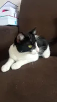 Gatinha fofa, dócil e carinhosa!
