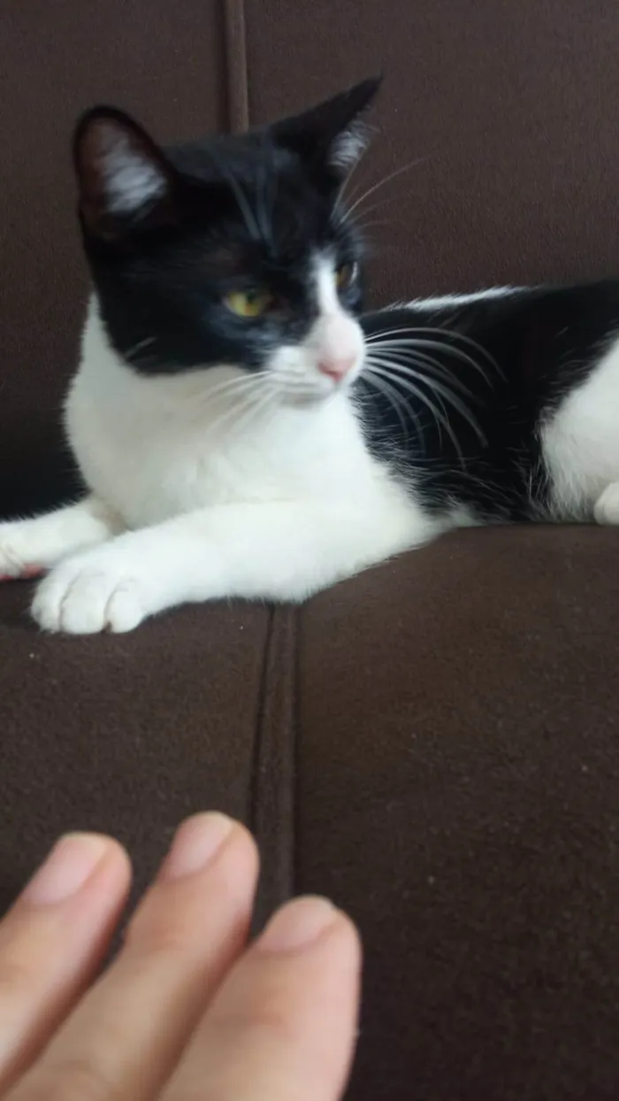 Gato ra a SRD-ViraLata idade 2 a 6 meses nome Gatinha fofa, dócil e carinhosa!