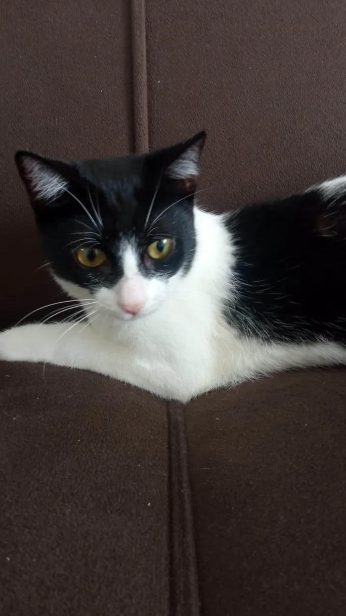 Gato ra a SRD-ViraLata idade 2 a 6 meses nome Gatinha fofa, dócil e carinhosa!