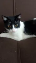 Gatinha fofa, dócil e carinhosa!