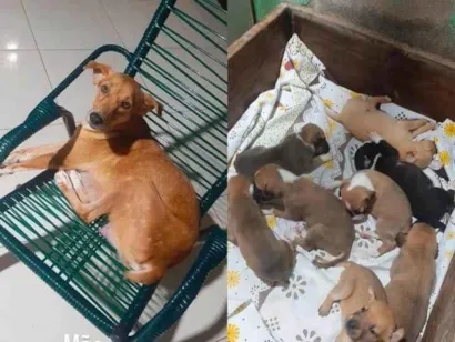 Cachorro raça SRD-ViraLata idade Abaixo de 2 meses nome são 8 filhotes 