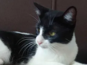Gato raça SRD-ViraLata idade 2 a 6 meses nome Gatinha fofa, dócil e carinhosa!
