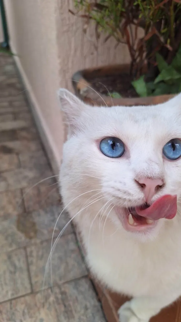 Gato ra a SRD-ViraLata idade 2 anos nome Mingau