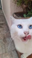 Mingau