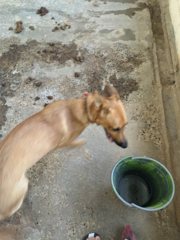 Cachorro ra a SRD-ViraLata idade 1 ano nome Amora
