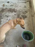Amora