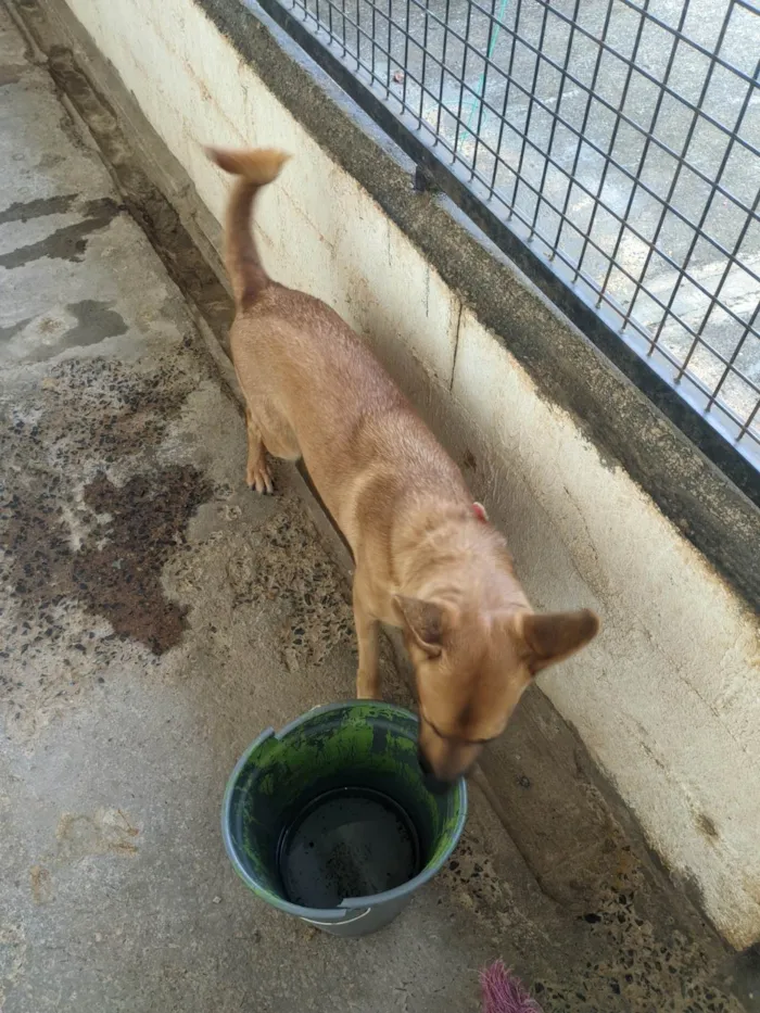 Cachorro ra a SRD-ViraLata idade 1 ano nome Amora