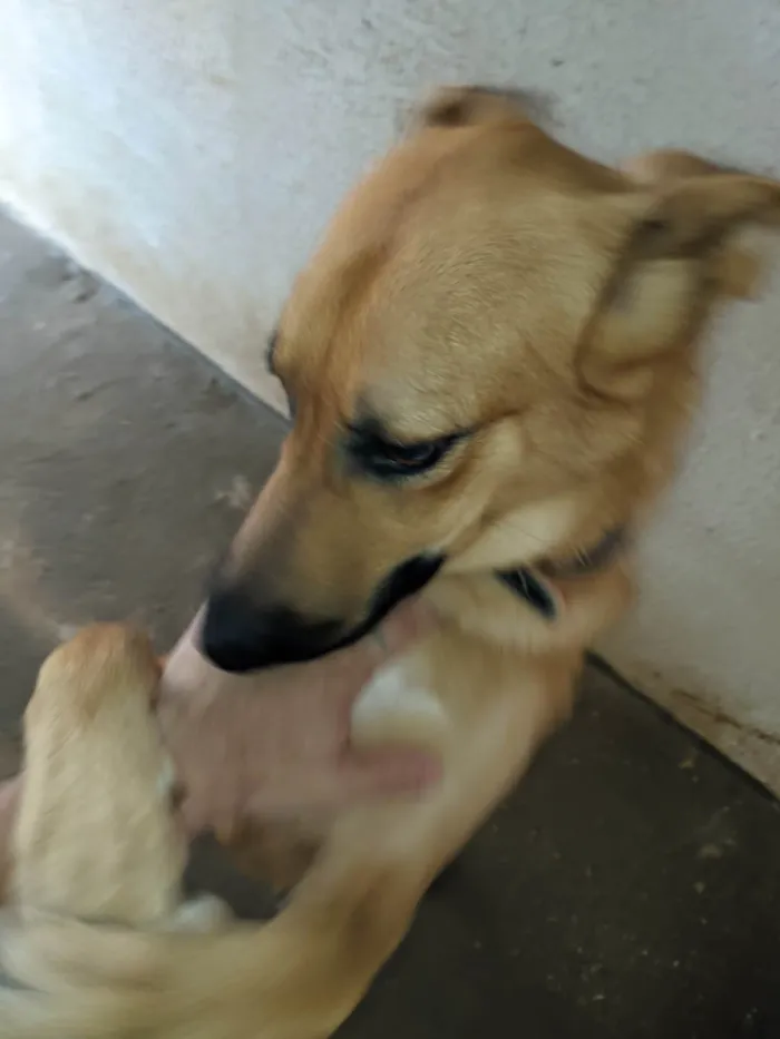 Cachorro ra a SRD-ViraLata idade 1 ano nome Amora