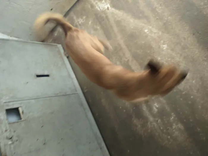 Cachorro ra a SRD-ViraLata idade 1 ano nome Amora