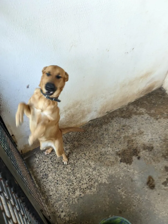 Cachorro ra a SRD-ViraLata idade 1 ano nome Amora