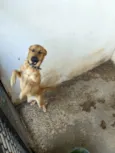 Amora