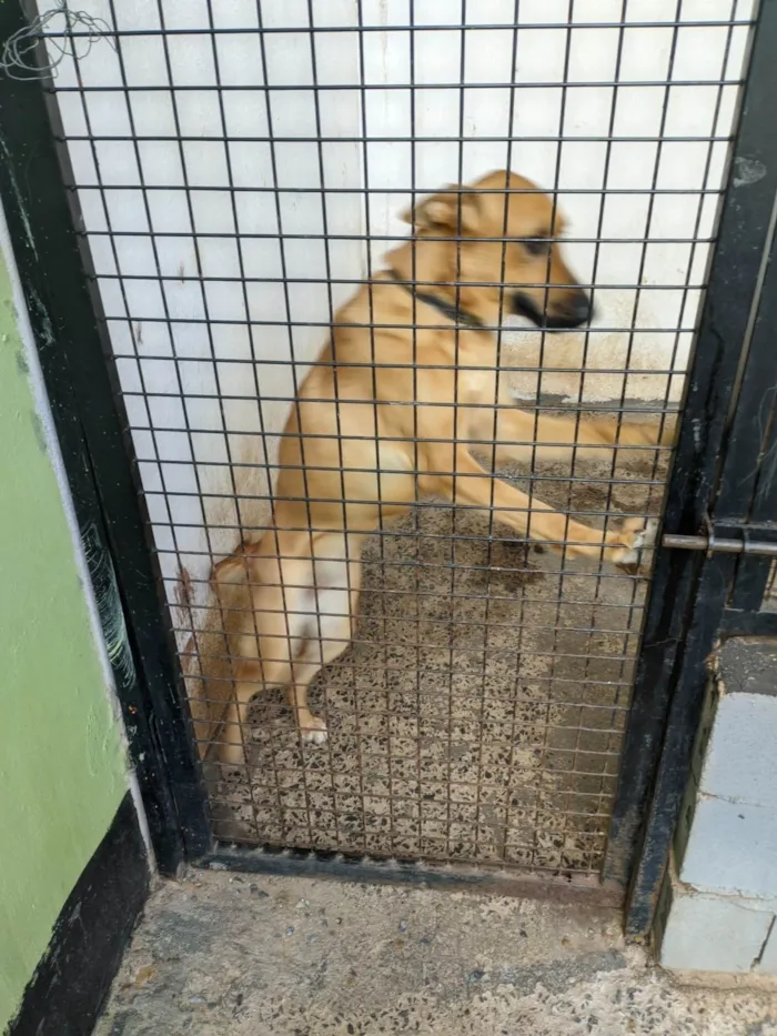 Cachorro ra a SRD-ViraLata idade 1 ano nome Amora
