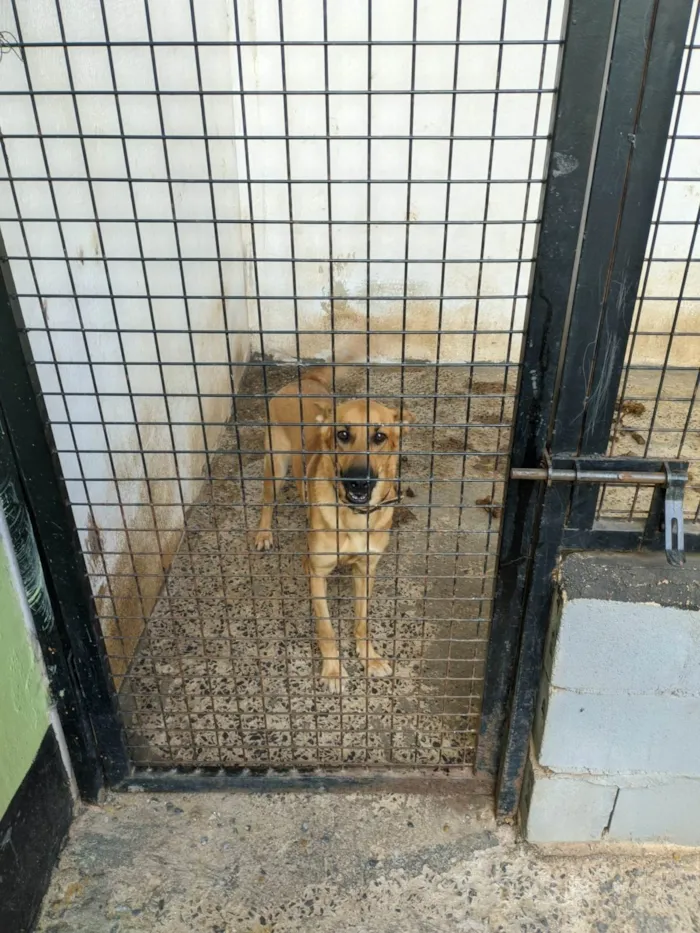 Cachorro ra a SRD-ViraLata idade 1 ano nome Amora