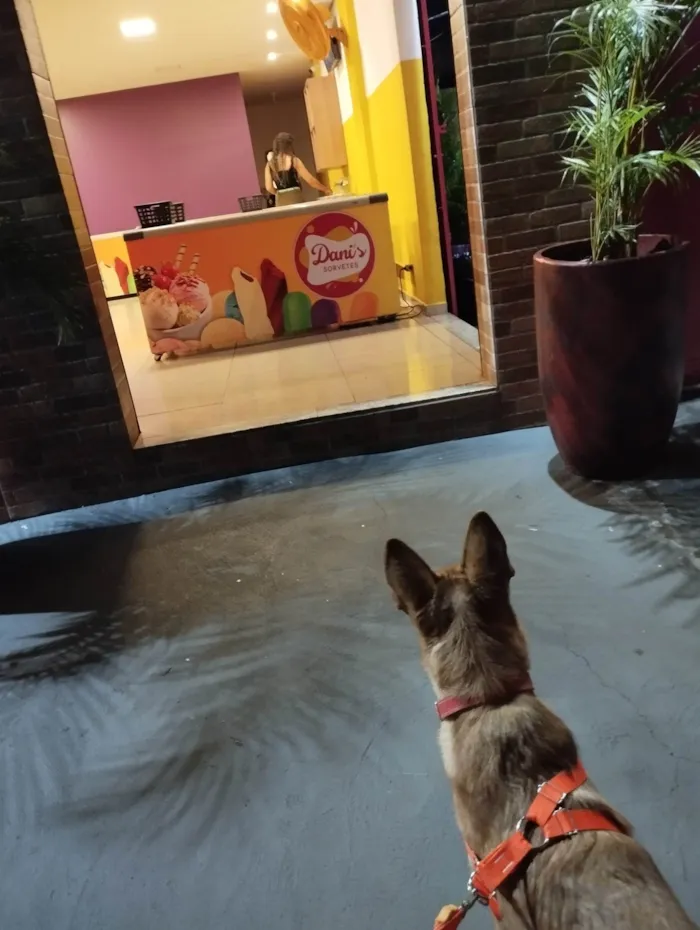 Cachorro ra a SRD-ViraLata idade 1 ano nome Amora