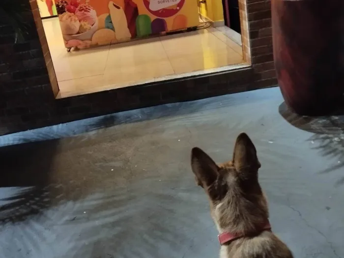 Cachorro ra a SRD-ViraLata idade 1 ano nome Amora