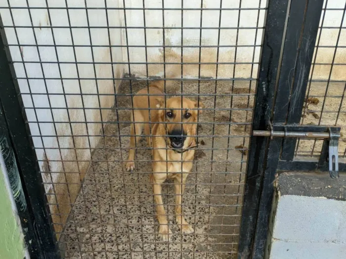 Cachorro ra a SRD-ViraLata idade 1 ano nome Amora