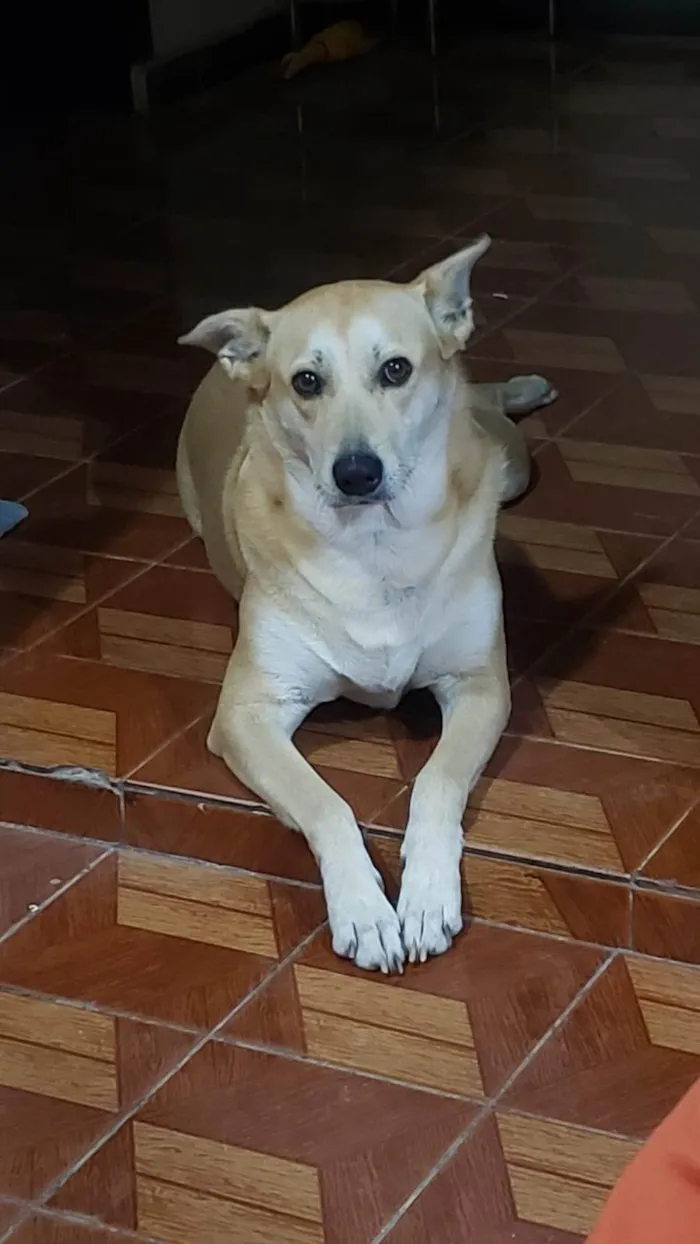 Cachorro ra a SRD-ViraLata idade 6 ou mais anos nome Mag