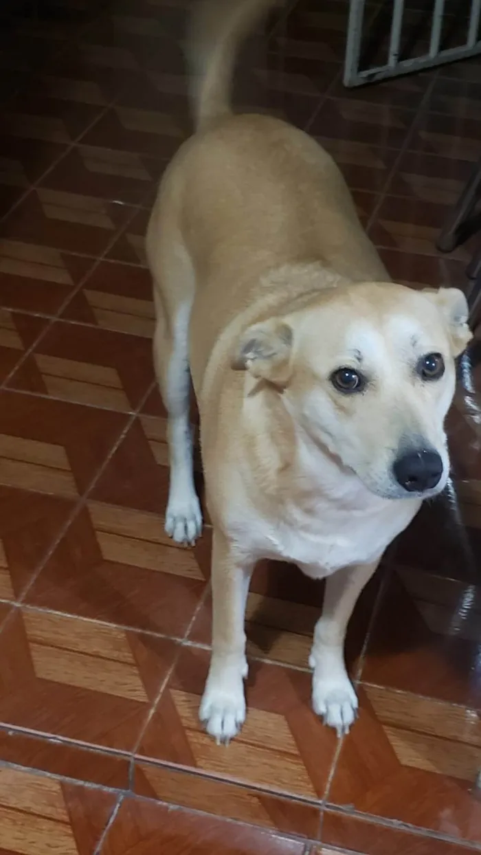 Cachorro ra a SRD-ViraLata idade 6 ou mais anos nome Mag