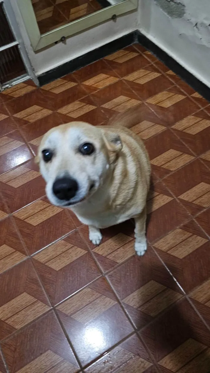Cachorro ra a SRD-ViraLata idade 6 ou mais anos nome Mag