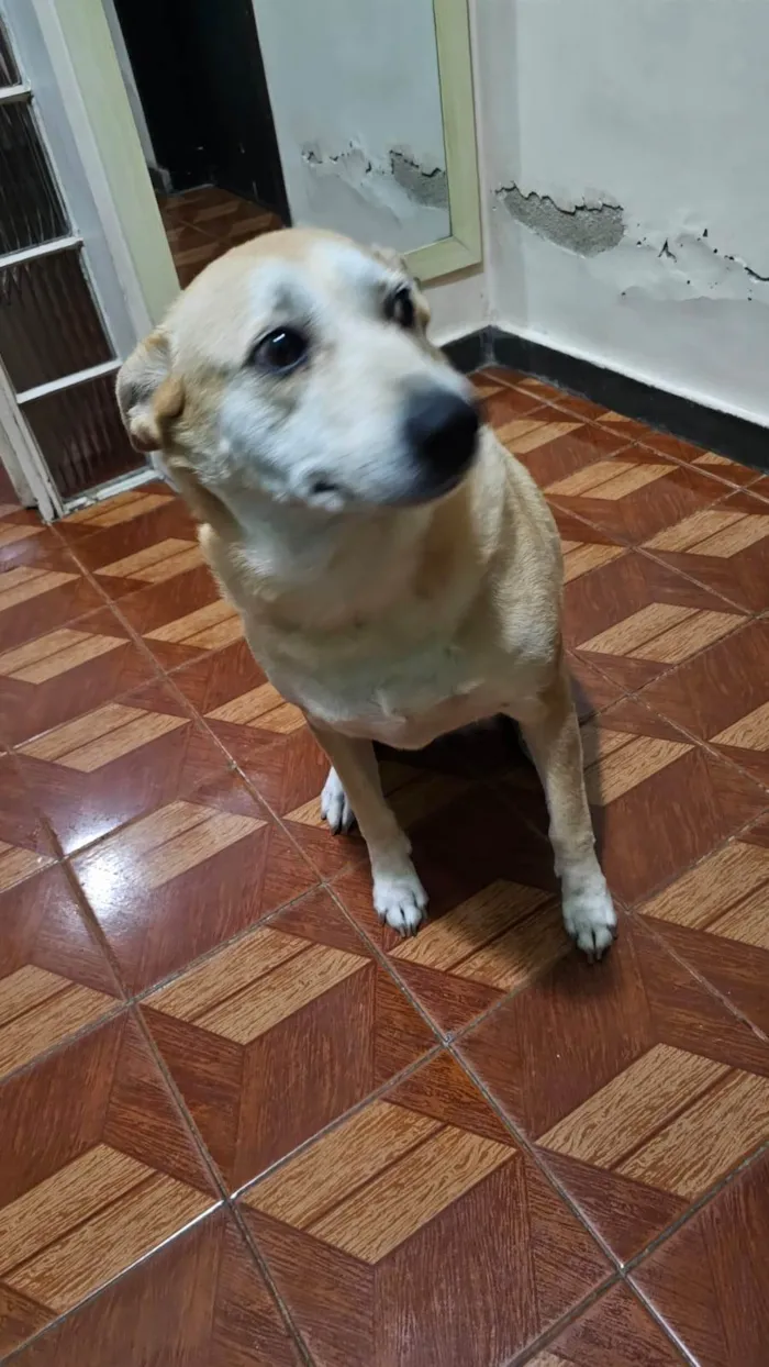 Cachorro ra a SRD-ViraLata idade 6 ou mais anos nome Mag