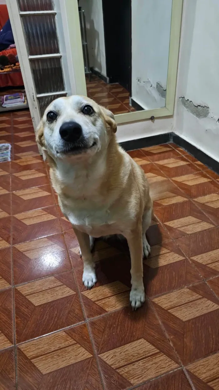Cachorro ra a SRD-ViraLata idade 6 ou mais anos nome Mag