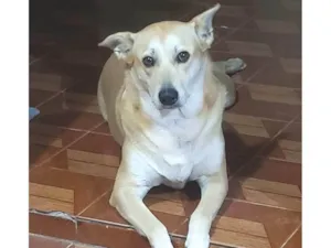 Cachorro raça SRD-ViraLata idade 6 ou mais anos nome Mag
