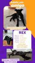 Rex