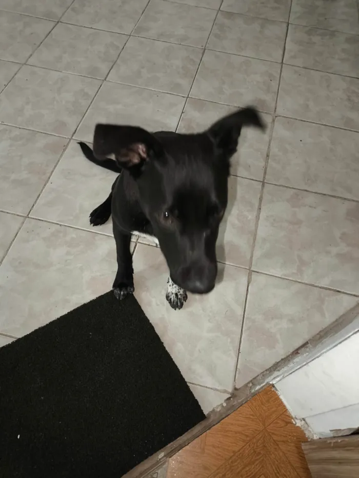 Cachorro ra a SRD-ViraLata idade 7 a 11 meses nome Rex 
