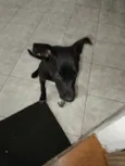 Rex