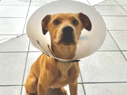 Cachorro raça SRD-ViraLata idade 2 a 6 meses nome Rex