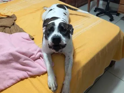Cachorro raça Pit-Bull idade 1 ano nome Íris