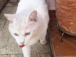 Gato raça SRD-ViraLata idade 2 anos nome Mingau