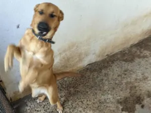 Cachorro raça SRD-ViraLata idade 1 ano nome Amora