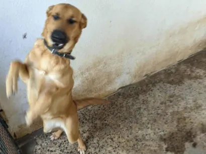 Cachorro raça SRD-ViraLata idade 1 ano nome Amora