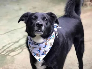 Cachorro raça SRD-ViraLata idade 4 anos nome Neto 