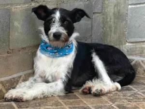 Cachorro raça SRD-ViraLata idade 2 anos nome Valentin