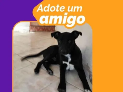 Cachorro raça SRD-ViraLata idade 7 a 11 meses nome Rex 