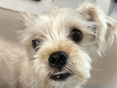 Cachorro raça SRD-ViraLata idade 1 ano nome Koda