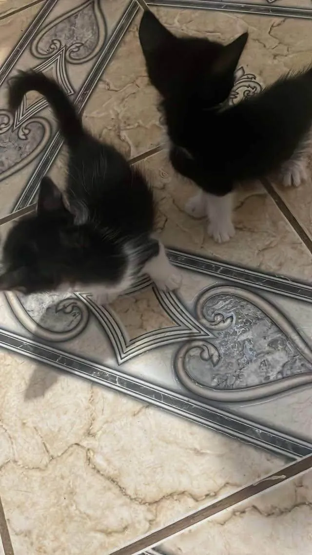 Gato ra a Exótico idade 2 a 6 meses nome Bichano 
