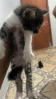 Bichano